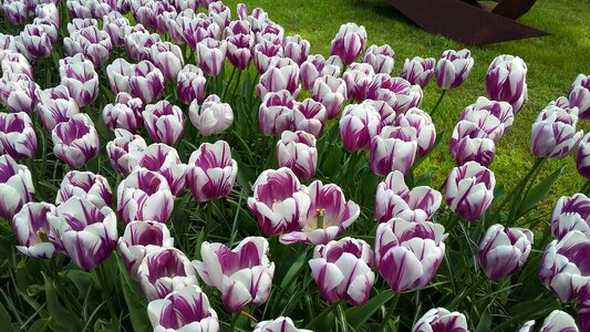 Tulip plant nature