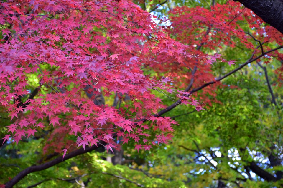 Seasonal park autumnal leaves