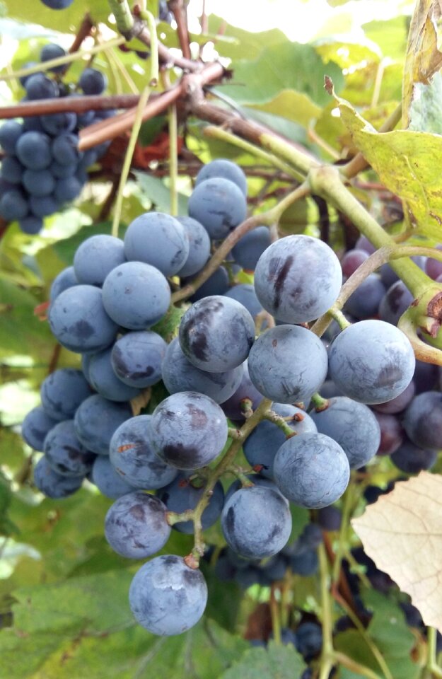 Plant guide bunch vineyard