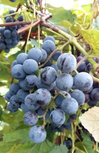 Plant guide bunch vineyard