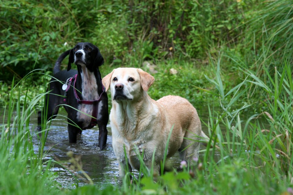 Mare dog nature