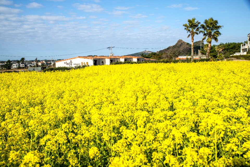 Scenery crops outdoors
