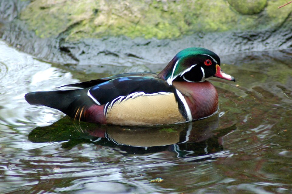 Water bird