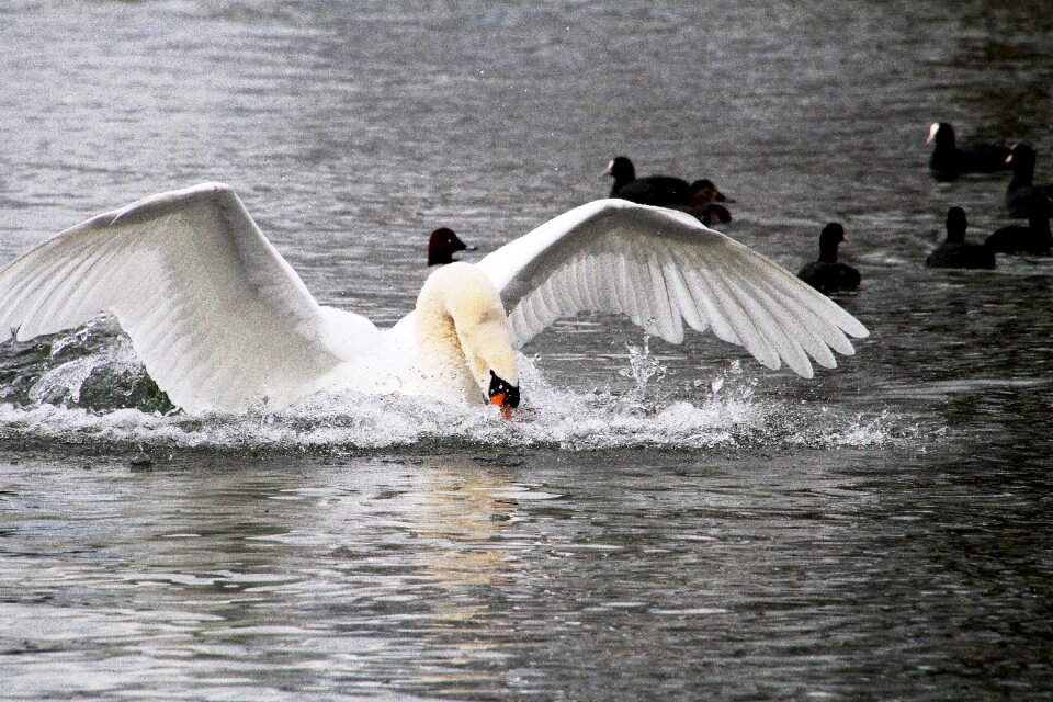 Flight landing waters nature