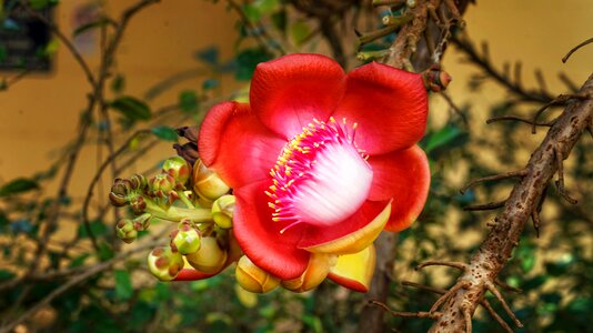 Flower tropical nature