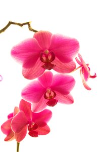 Tropical plant orchid