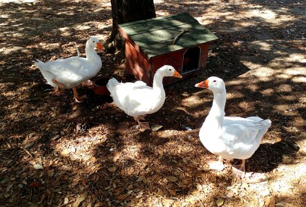 Beak geese farm photo