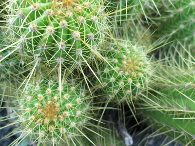 Sharp flora succulent