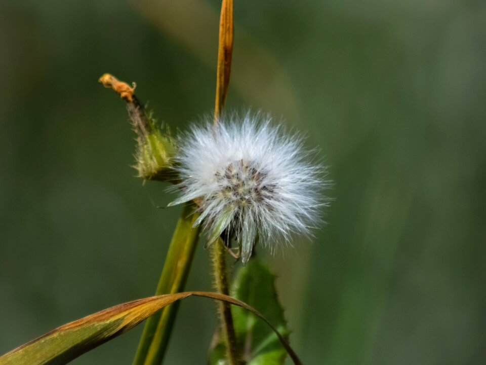 Spring fragile cyprus