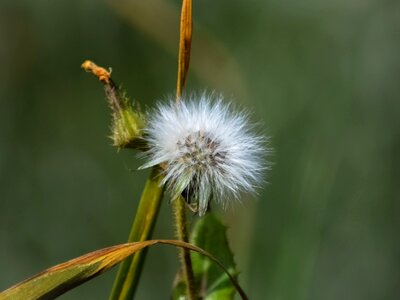 Spring fragile cyprus