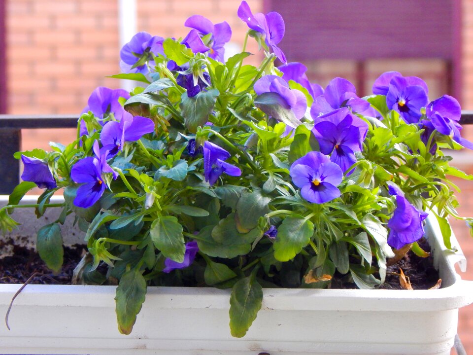 Leaf floral flowerpot photo