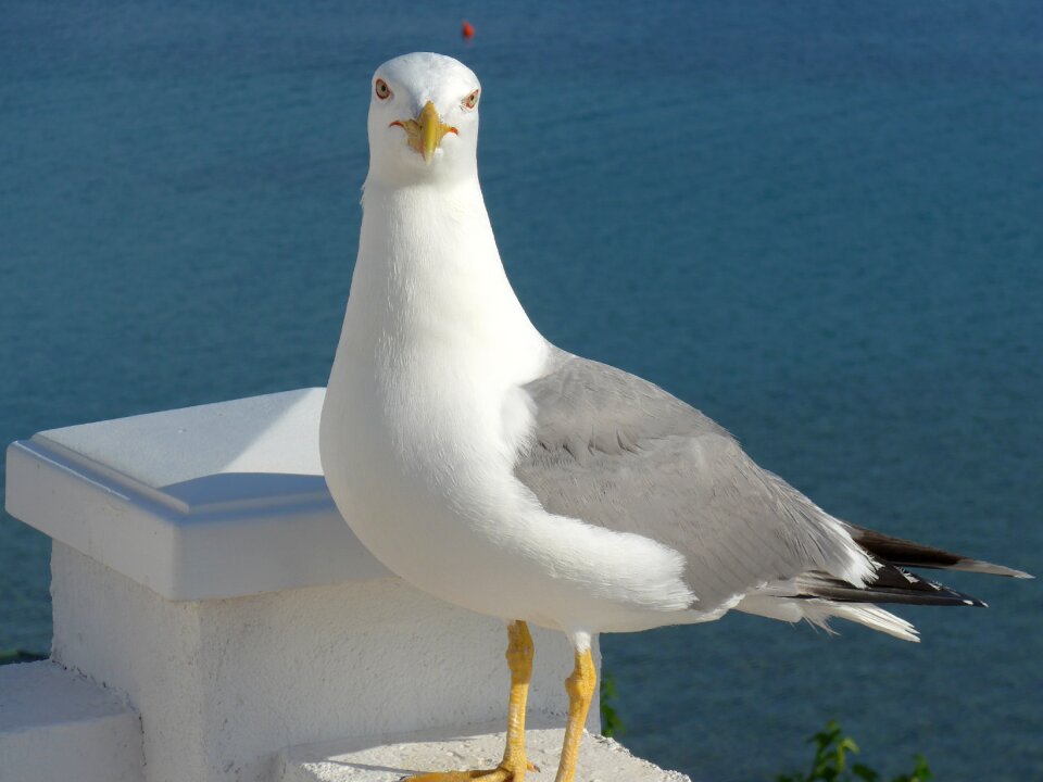 Bird seagull animal world