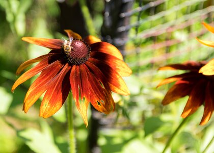 Summer bee plant photo