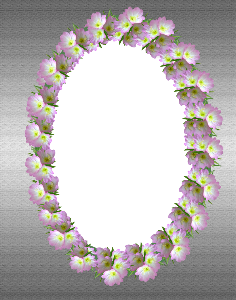 Evening primroses flowers greeting card