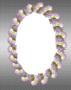 Evening primroses flowers greeting card