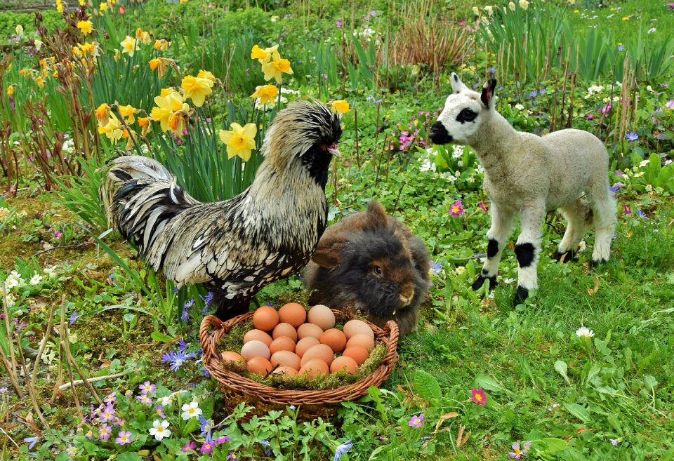 Easter rabbit passover