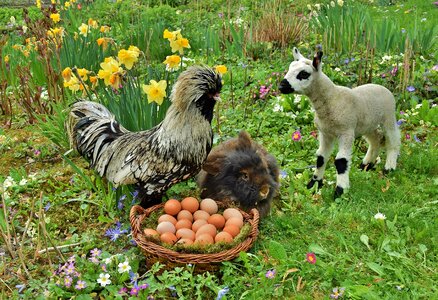 Easter rabbit passover