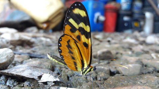 Open air insect animals