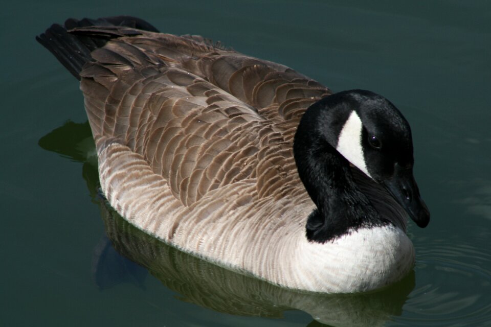 Water animal feather