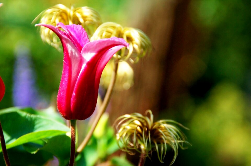 Summer pink gold