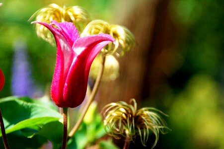 Summer pink gold