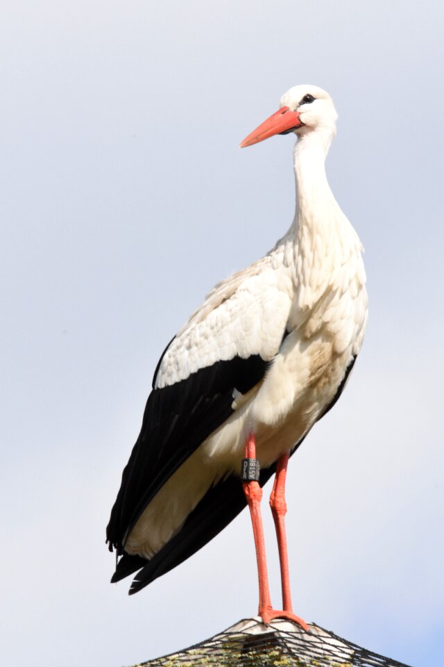 Nature animal kingdom babu