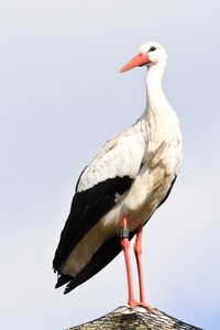 Nature animal kingdom babu