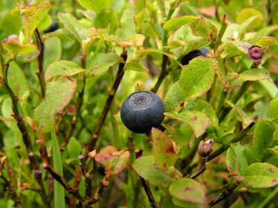 Leaf plant bilberry
