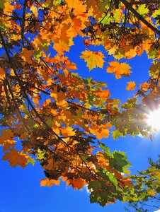 Season nature maple