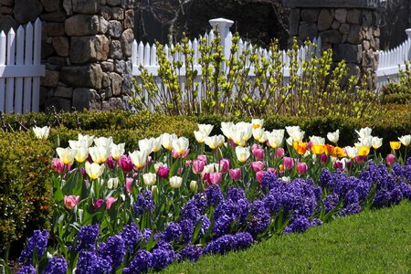 Nature spring tulips
