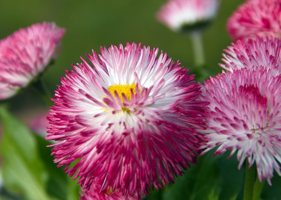 Close-up floral plant