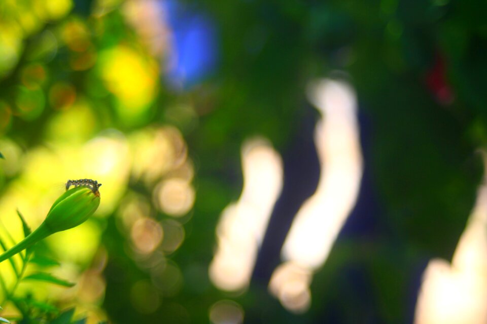 Growth flower