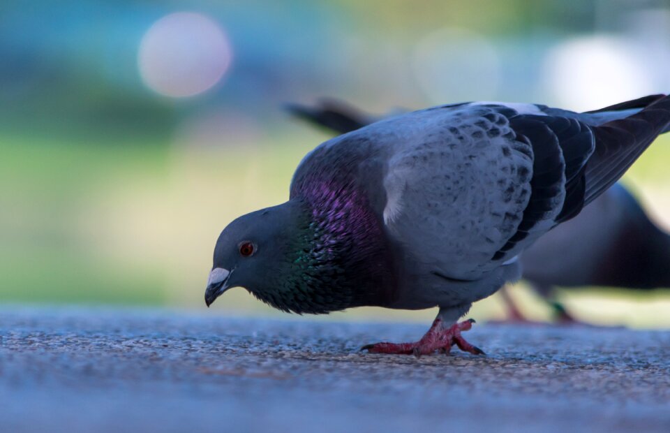 Animal pigeon outdoors