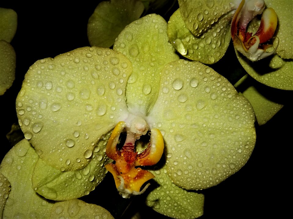 Tropical pearl exotic