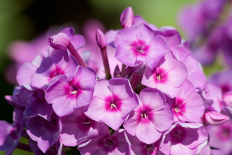 Flower garden plant nature
