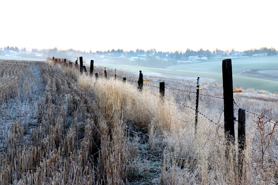 Landscape frost grass