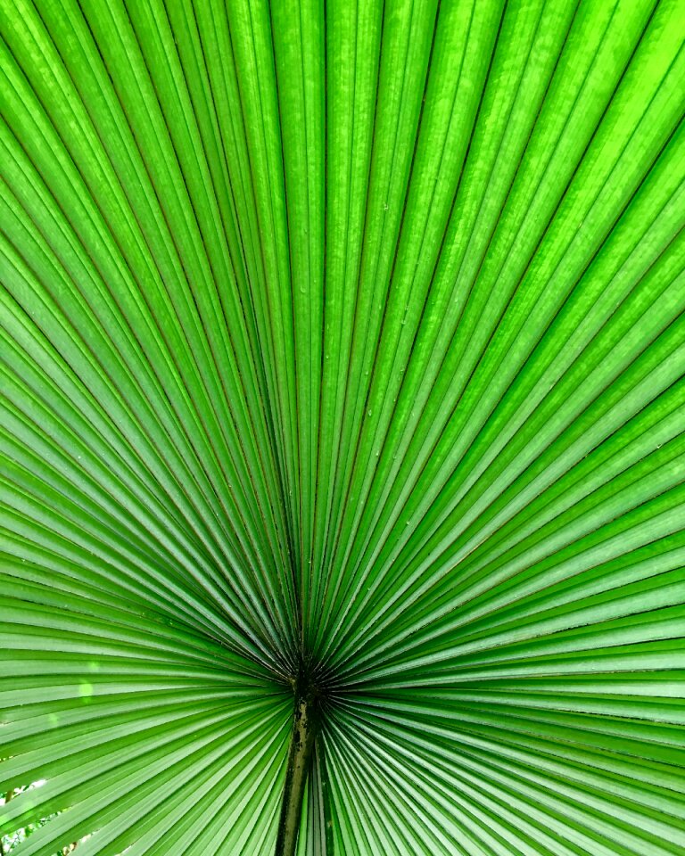 Plant palm nature