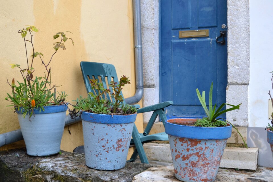 Flower plant flowerpot