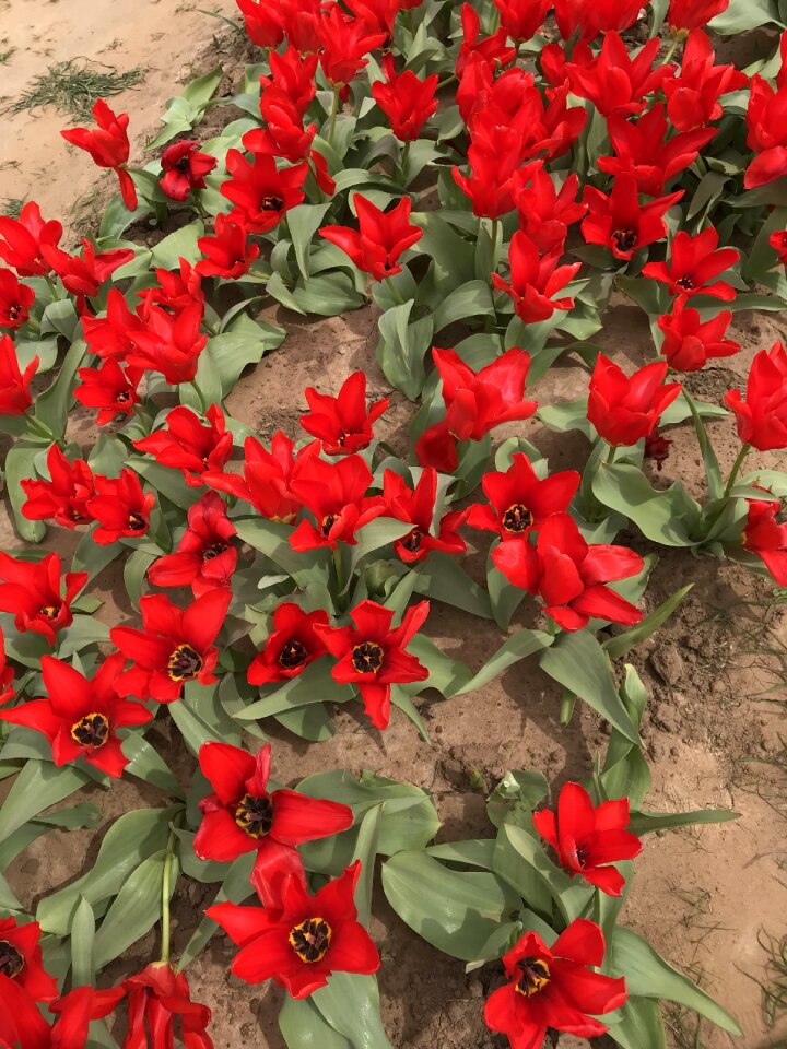 Nature leaf tulips