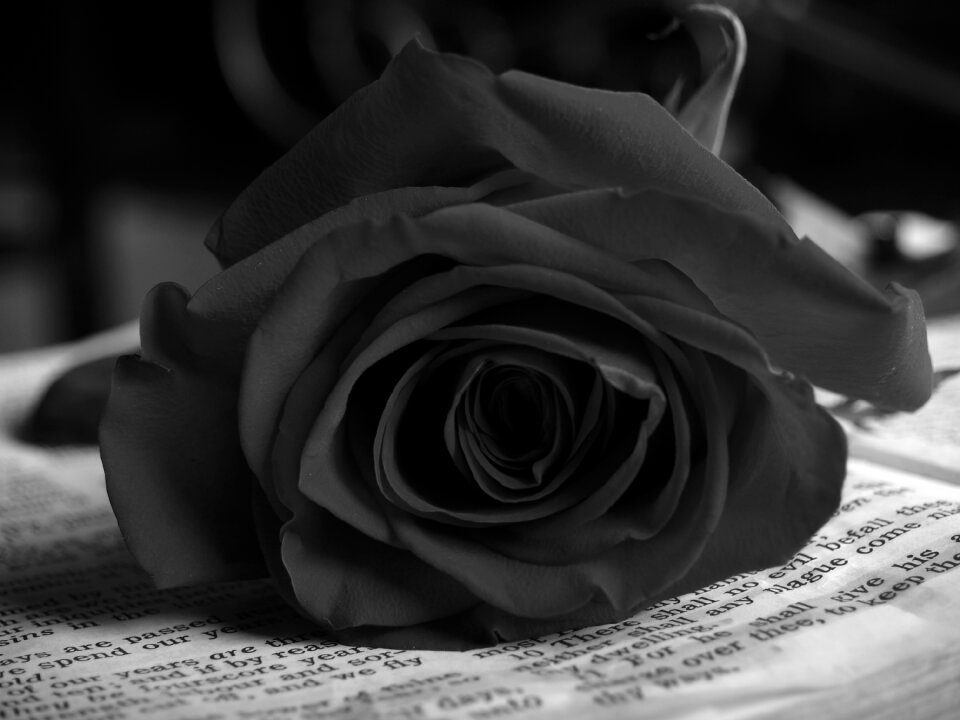 Petals vintage
