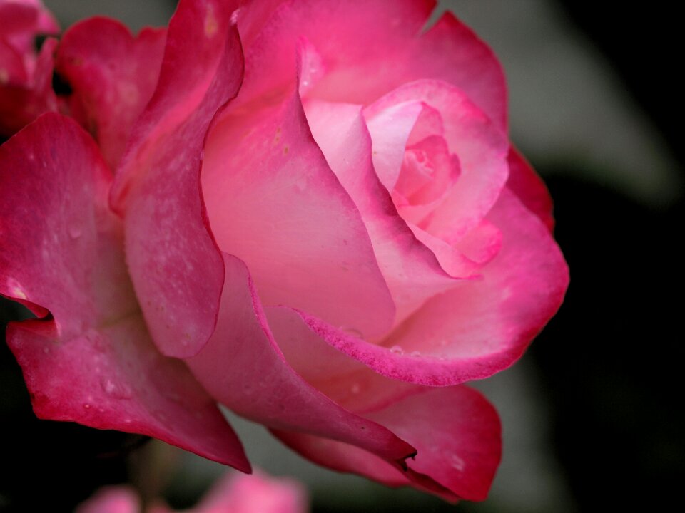 Flora nature blooming