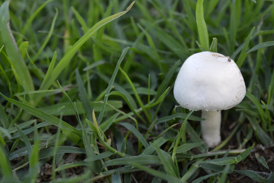 Fungus small grass