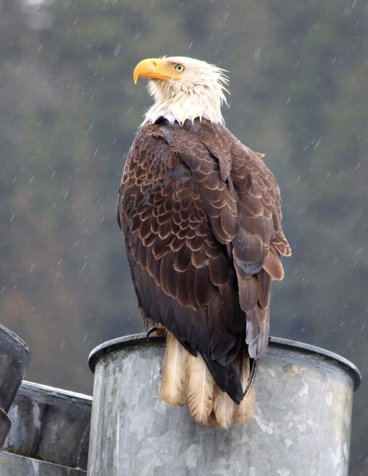 Wildlife nature alaska