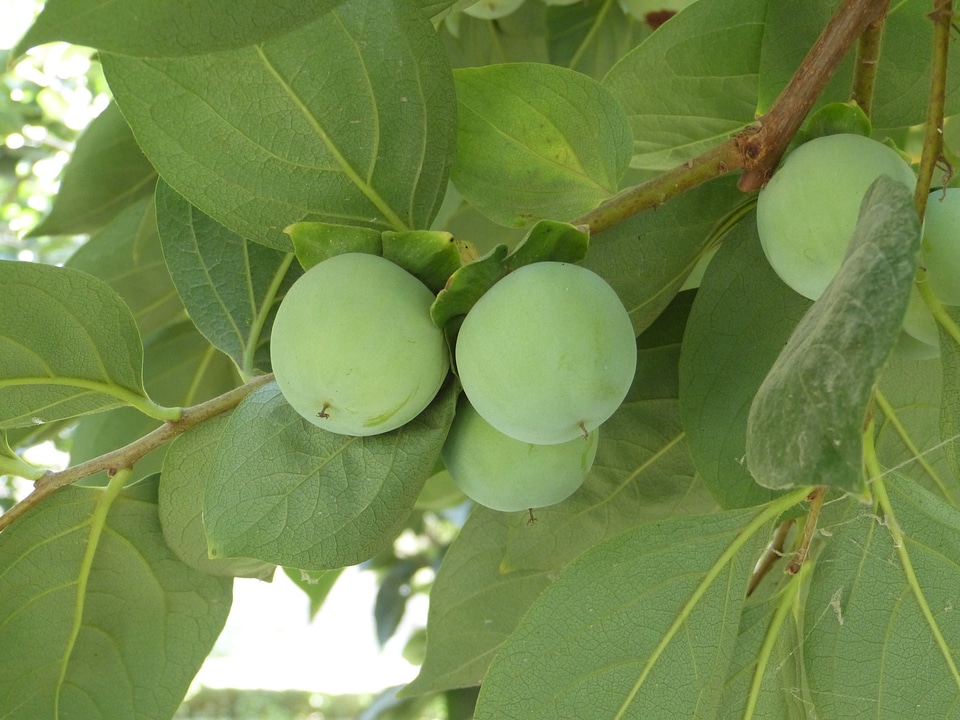 Persimmon sharon immature