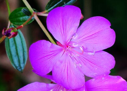 Plant flower leaf