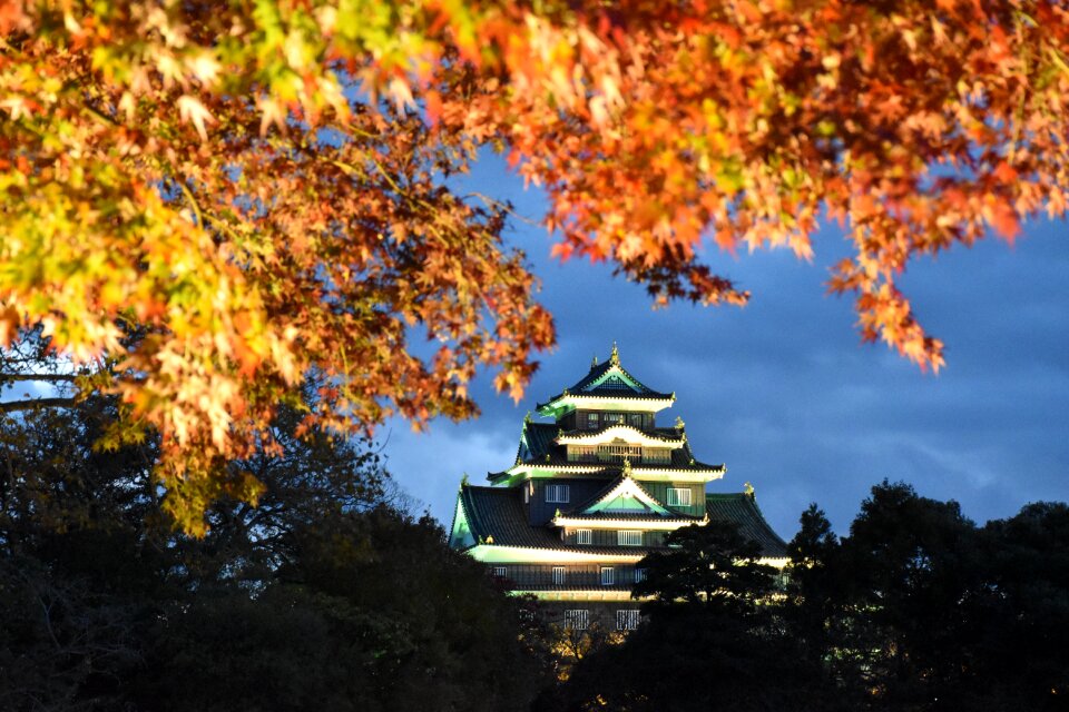 Seasonal maple autumnal leaves
