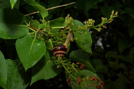 Leaf mat invertebrates