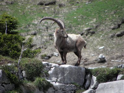 Roche animal fauna