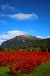 Sky mountain aronia