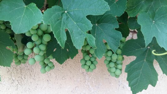 Fruit nature vineyard